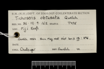 Label for holotype of Tichoseris obtusata Quelch, 1884