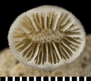 Holotype of Leptopsammia stokesiana Milne Edwards & Haime, 1848., author: NHM Photo Unit