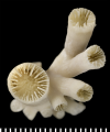 Hexacorallia