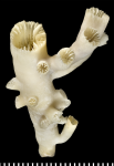 Hexacorallia