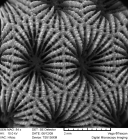 Corallites of Siderastrea showing septal ornamentation and synapticular rings