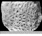 Neocoeniopsis excelsa (de Fromentel, 1884) syntype, author: Rosemarie Baron-Szabo