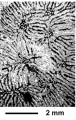 Parasynastraea tignaria (Oppenheim, 1930), author: Rosemarie Baron-Szabo