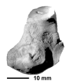 Hexacorallia