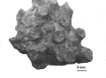 Hexacorallia