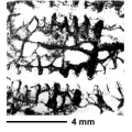 Diplogyra lamellosa Eguchi, 1936, holotype, author: Eguchi (1936)