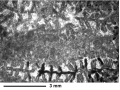 Hexacorallia