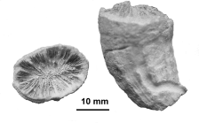 Ceratotrochus duodecimcostatus (Goldfuss, 1826), syntypes