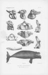 Van Beneden, P.-J.; Gervais, P. (1880). Ostéographie des cétacés vivants et fossiles, comprenant la description et l'iconographie du squelette et du système dentaire de ces animaux ainsi que des documents relatifs à leur histoire naturelle. Arthus 