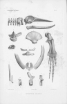 Van Beneden, P.-J.; Gervais, P. (1880). Ostéographie des cétacés vivants et fossiles, comprenant la description et l'iconographie du squelette et du système dentaire de ces animaux ainsi que des documents relatifs à leur histoire naturelle. Arthus 