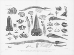 Van Beneden, P.-J.; Gervais, P. (1880). Ostéographie des cétacés vivants et fossiles, comprenant la description et l'iconographie du squelette et du système dentaire de ces animaux ainsi que des documents relatifs à leur histoire naturelle. Arthus 