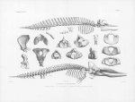 Van Beneden, P.-J.; Gervais, P. (1880). Ostéographie des cétacés vivants et fossiles, comprenant la description et l'iconographie du squelette et du système dentaire de ces animaux ainsi que des documents relatifs à leur histoire naturelle. Arthus 