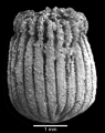 view of corallum displaying incipient transverse division, author: Cairns (1997): Plate 6, Figure j