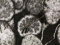 Anthozoa