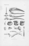 Mammalia