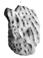 Anthozoa