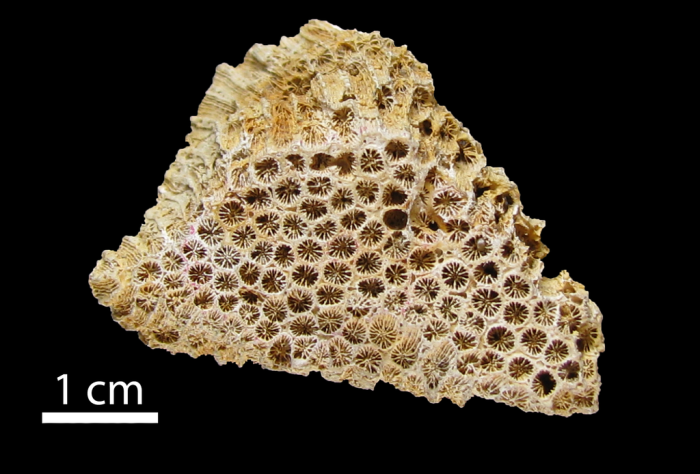 Neotype of Astrea turonensis Michelin, 1847