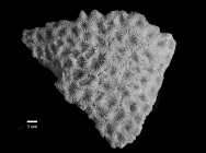 Holotype of Astraea echinata Dana