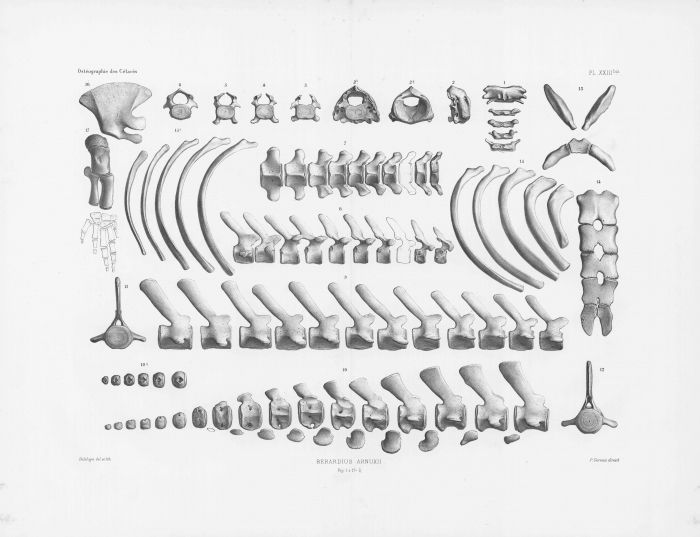 Van Beneden & Gervais (1880, pl. 23)