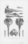 Van Beneden, P.-J.; Gervais, P. (1880). Ostéographie des cétacés vivants et fossiles, comprenant la description et l'iconographie du squelette et du système dentaire de ces animaux ainsi que des documents relatifs à leur histoire naturelle. Arthus 
