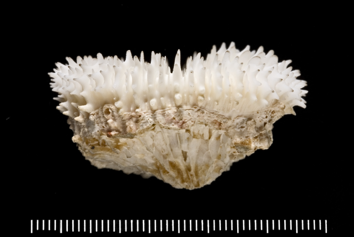 holotype of Scolymia vitiensis Brüggemann