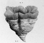 Drawing of Turbinolia geoffroyi Audouin