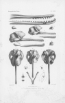 <B>Van Beneden, P.-J.; Gervais, P.</B> (1880). Ostéographie des cétacés vivants et fossiles, comprenant la description et l'iconographie du squelette et du système dentaire de ces animaux ainsi que des documents relatifs à leur histoire naturelle. Arthus 