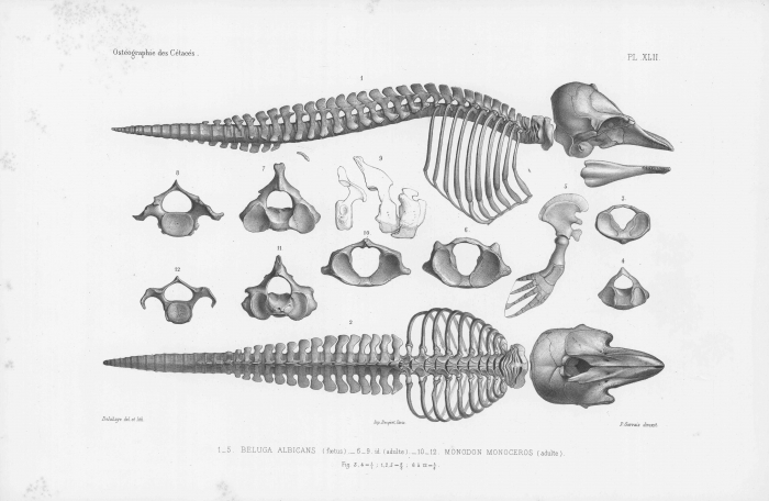 Van Beneden & Gervais (1880, pl. 42)