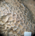 Holotype of Bussonastraea tricalyx, type species of the genus, author: B.Lathuilie