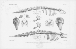 Mammalia