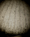 syntype of Calamosmilia typica type species of the genus, author: B.Lathuilie