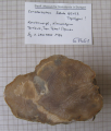 Hexacorallia