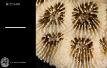 holotype of Acanthastrea spinosa Milne Edwards & Haime