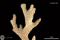 holotype of Pocillopora acuta Lamarck