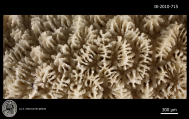 holotype of Scapophyllia cylindrica Milne Edwards & Haime, author: Aude ANDOUCHE