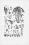Van Beneden, P.-J.; Gervais, P. (1880). Ostéographie des cétacés vivants et fossiles, comprenant la description et l'iconographie du squelette et du système dentaire de ces animaux ainsi que des documents relatifs à leur histoire naturelle. Arthus 