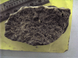 holotype of Favia circumscripta Michelotti, author: Ann Budd