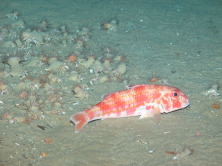 Co-habitation: a bright fish socialising with hermite lobsters