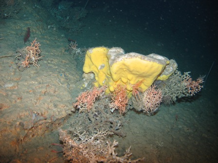 Colourfull association of corals and sponges