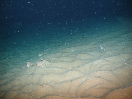 Ripple marks clearly showing the presence of deep water bottom currents