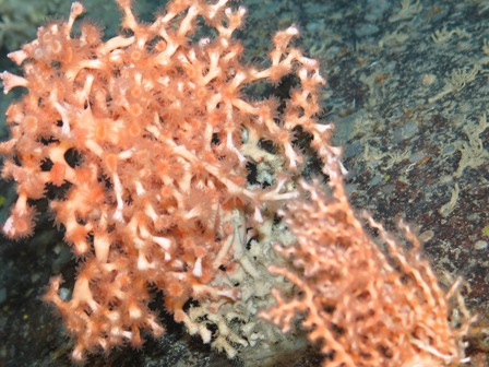 Detail of cold-water coral bush (about 30 cm diameter)