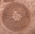 Hexacorallia