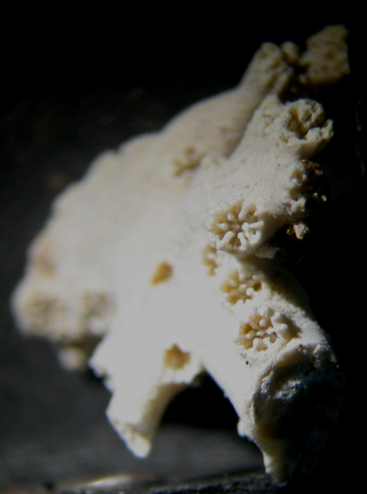 Topotype of Enallhelia compressa type species of the genus Topotype of Enallhelia compressa type species of the genus