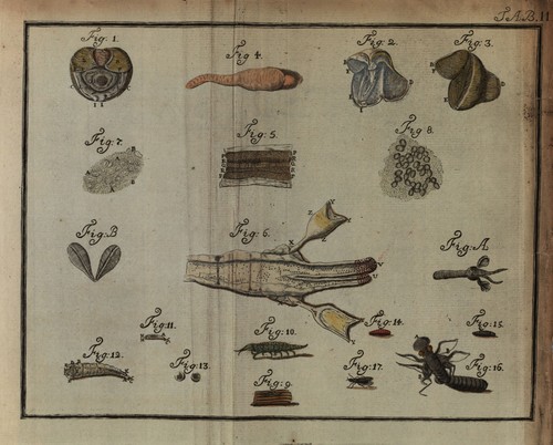 Sellius (1733, tabula 2 – kleur) Sellius (1733, tabula 2 – kleur)