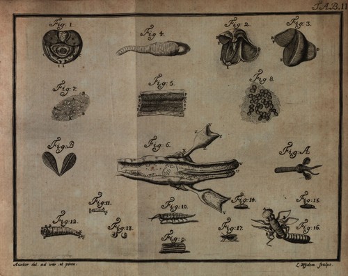 Sellius (1733, tabula 2 – zwart/wit) Sellius (1733, tabula 2 – zwart/wit)