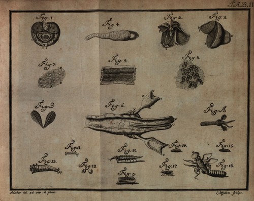 Sellius (1733, tabula 2 – zwart/wit)