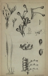 <B>Westendorp, G.D.</B> (1843). Recherches sur les Polypiers flexibles de la Belgique, et particulièrement des environs d'Ostende Annales de la Société Médico-Chirurgicale de Bruges IV: 5-48, 1 plate