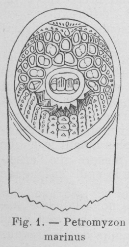 Gilson (1921, fig. 01) Gilson (1921, fig. 01)