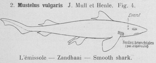 Gilson (1921, fig. 04) Gilson (1921, fig. 04)