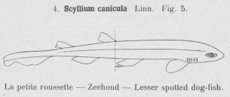 Gilson (1921, fig. 05)